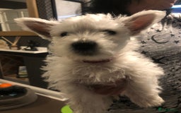 West Highland Terrier dogs for sale: Beautiful west highland puppies for sale - Image 16