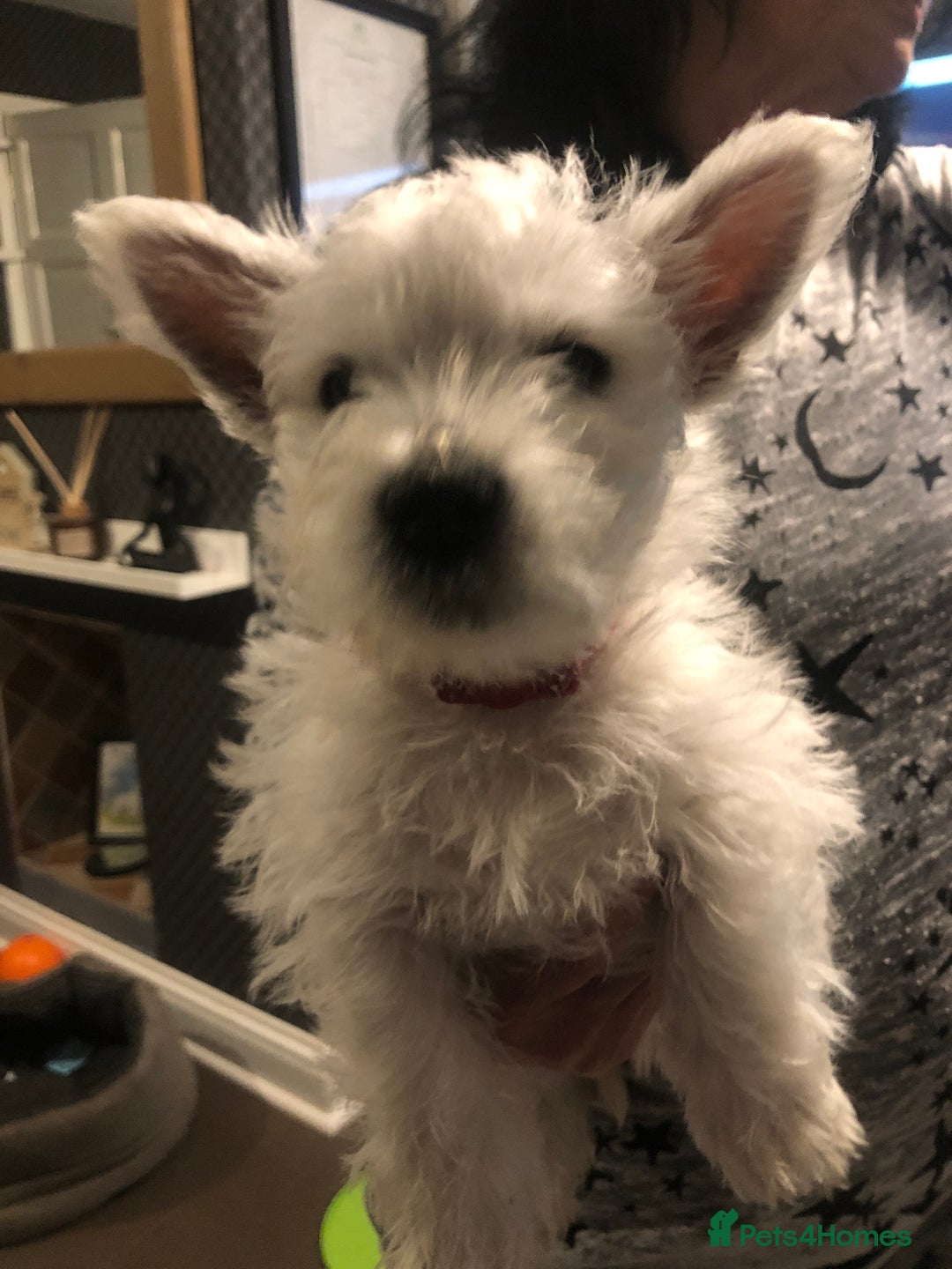 West Highland Terrier dogs for sale: Beautiful west highland puppies for sale - Image 16