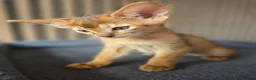 Abyssinian cats for sale: Beautiful Abyssinian Kitten  - Advert 24