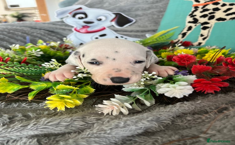 Dalmatian dogs - Advert 2