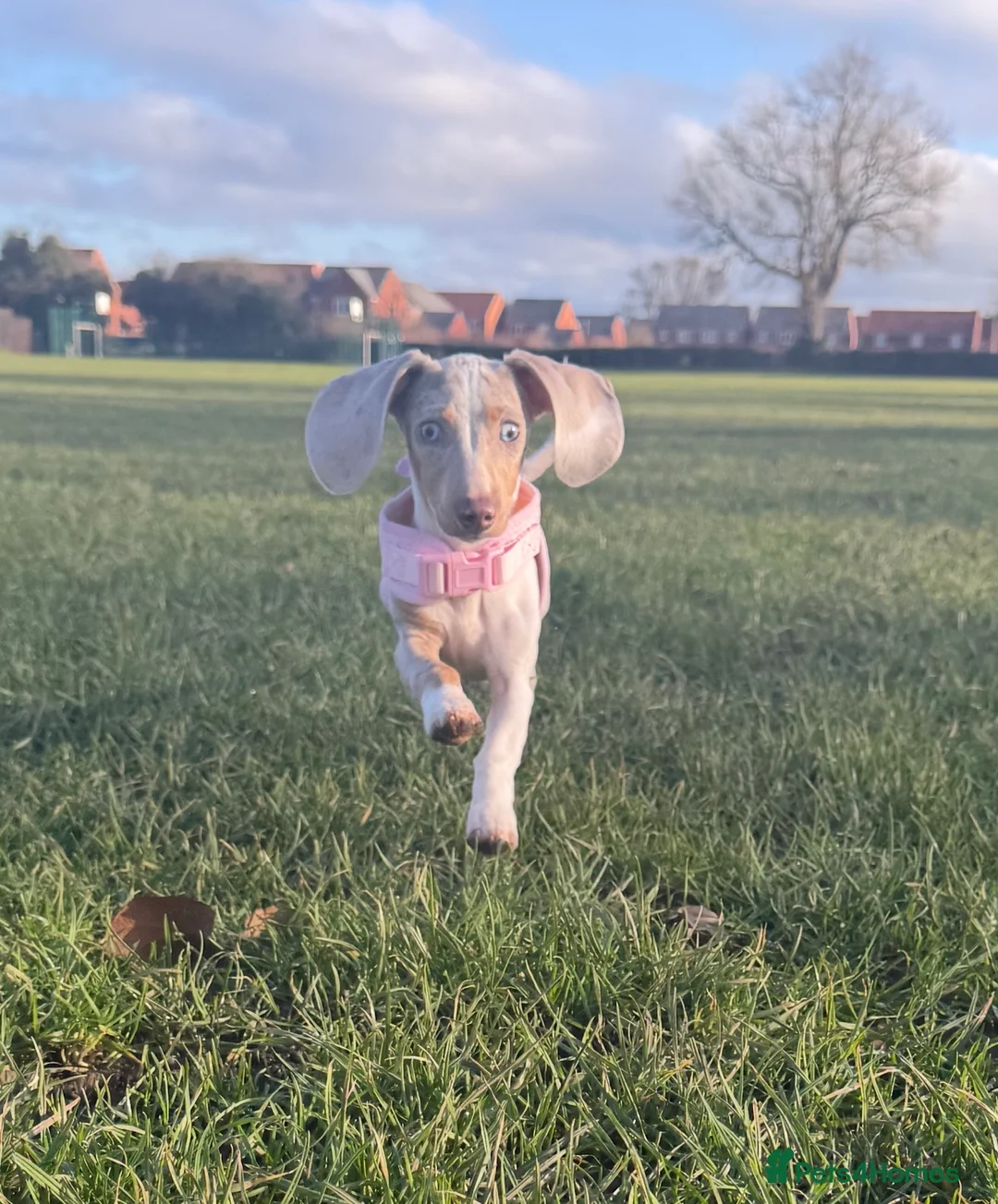 Miniature Dachshund dogs for sale: Rehoming  - Advert 1