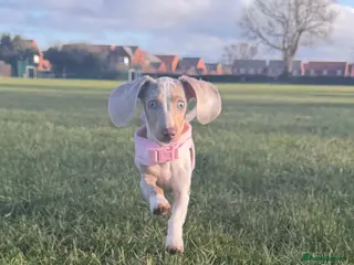 Miniature Dachshund dogs Rehoming - Advert 1
