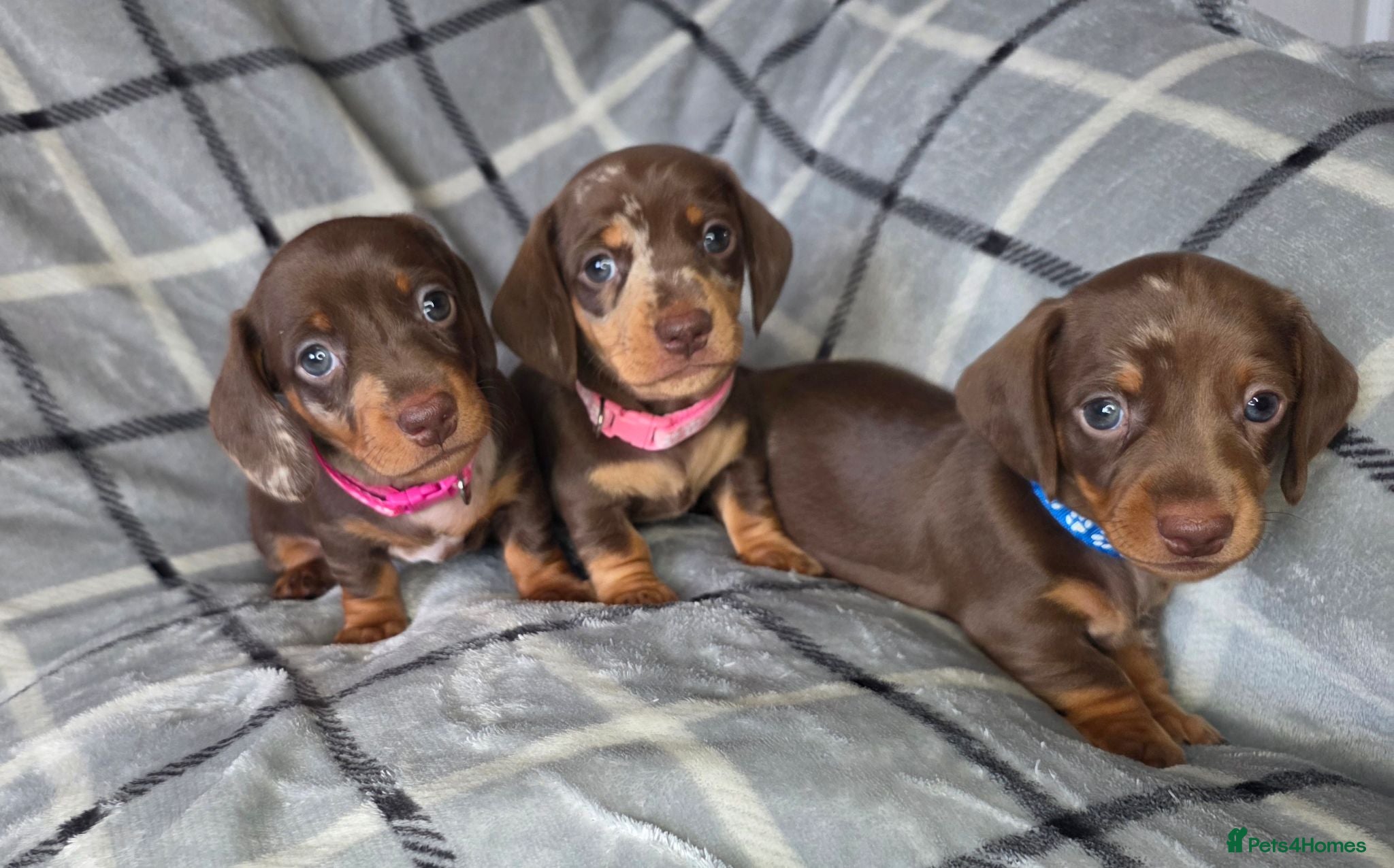 Miniature Dachshund dogs 🐾Stunning KC Reg Miniature Dachshund Puppie🐾 - Advert 6