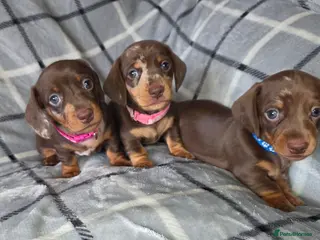 Miniature Dachshund dogs 🐾Stunning KC Reg Miniature Dachshund Puppie🐾 - Advert 6