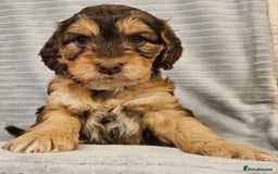 Cockapoo dogs for sale: Chocolate sable Cockapoo puppies - Image 8