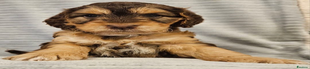 Cockapoo girl Puppy 1