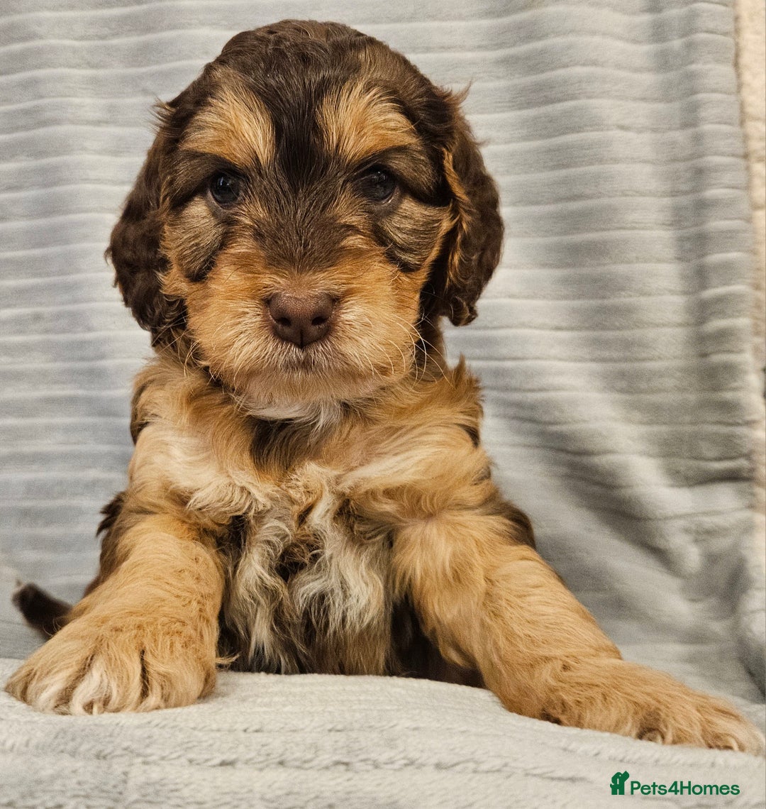 Cockapoo dogs for sale: Chocolate sable Cockapoo puppies - Image 8