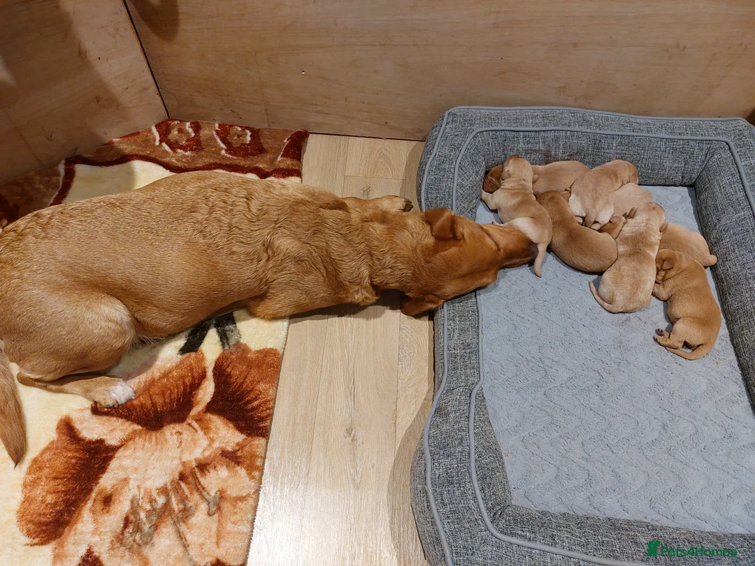 Labrador Retriever dogs for sale: Labrador retriever KC registered puppies in Norwich - Advert 2