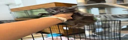 Maine Coon cats for sale: Adorable Pedigree Full Maine Coon Kittens - Advert 19