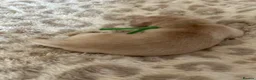Golden Retriever dogs for sale: Golden Retriever Puppies (From 2 x Champion line) - Advert 12