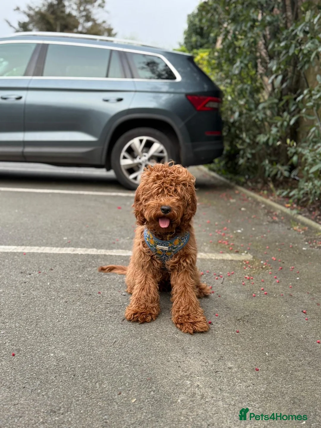 Cockapoo dogs for sale: Cockapoo M | 7 Months Vaccinated Calm Family Dog in London - Advert 2