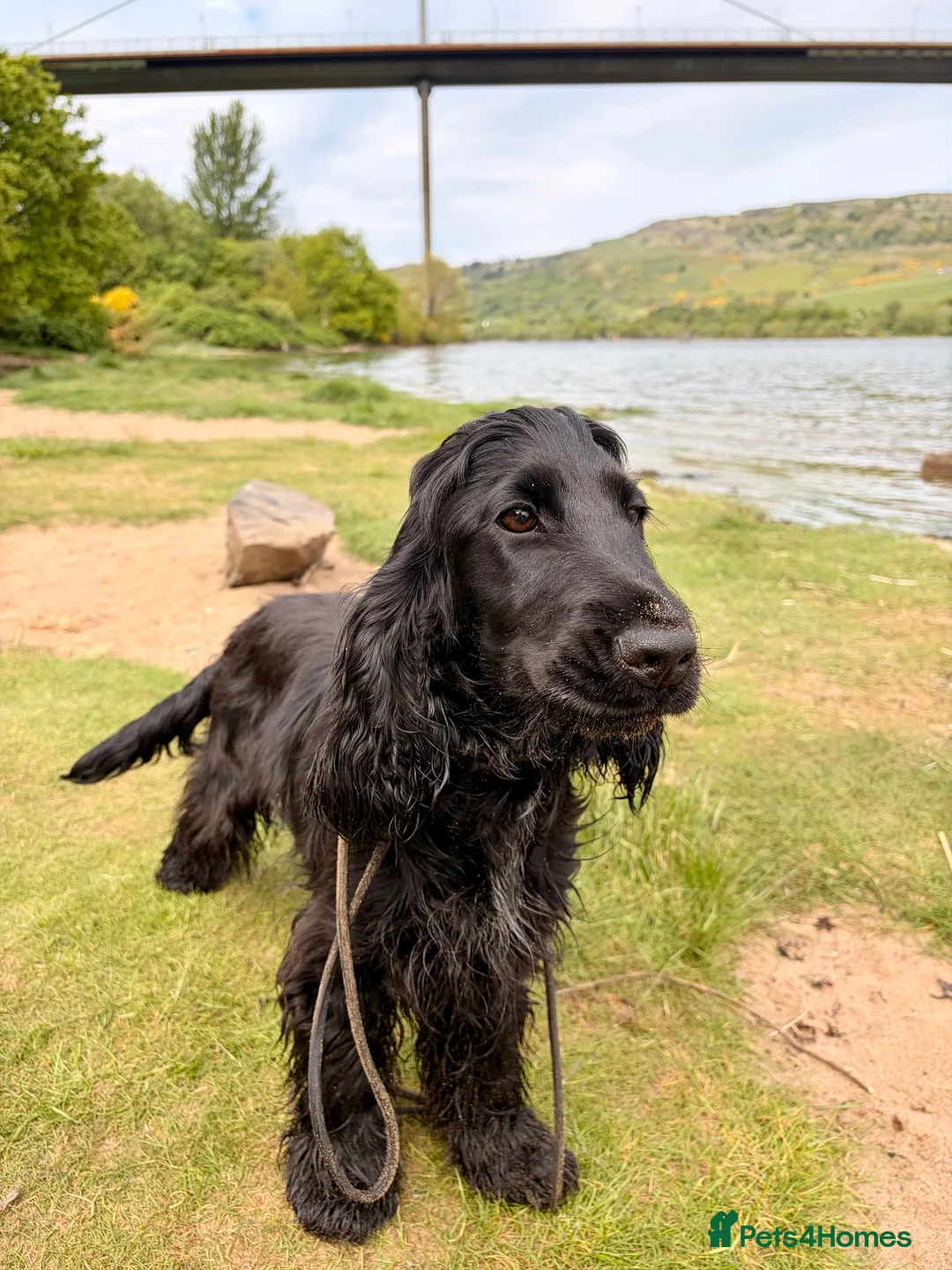 Cocker Spaniel dogs for sale: KC Registered Adult Show Cocker Spaniel - Advert 2
