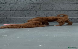 Miniature Poodle dogs for stud: Miniature poodle for stud. - Image 17