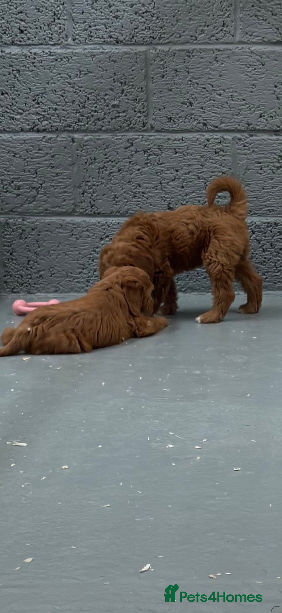 Miniature Poodle dogs for stud: Miniature poodle for stud. - Image 17