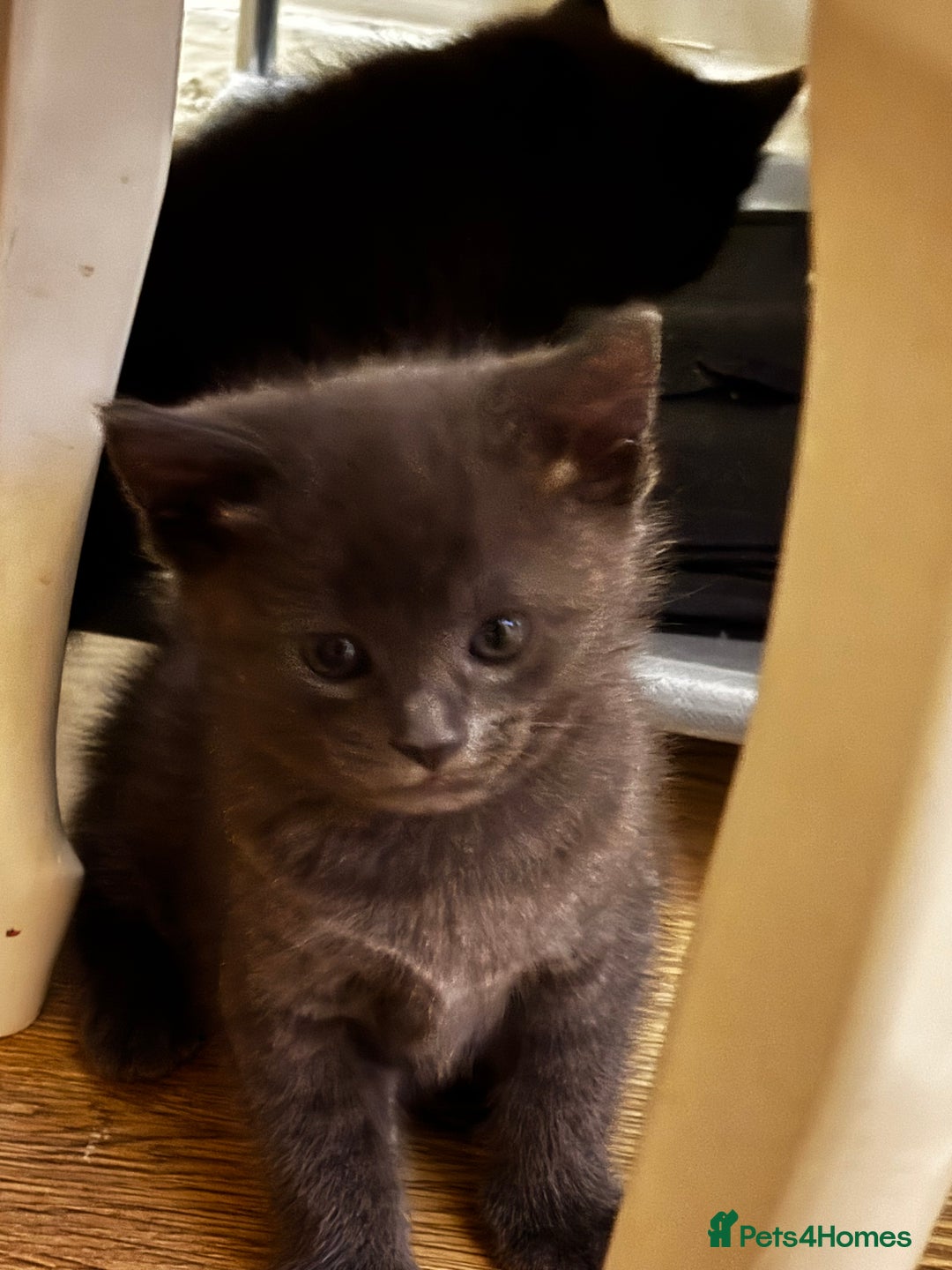 Mixed Breed cats for sale: Beautiful kittens for sale - Advert 2