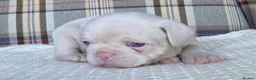 French Bulldog dogs for sale: Pink & Pink carrier French Bulldog puppies - Advert 7