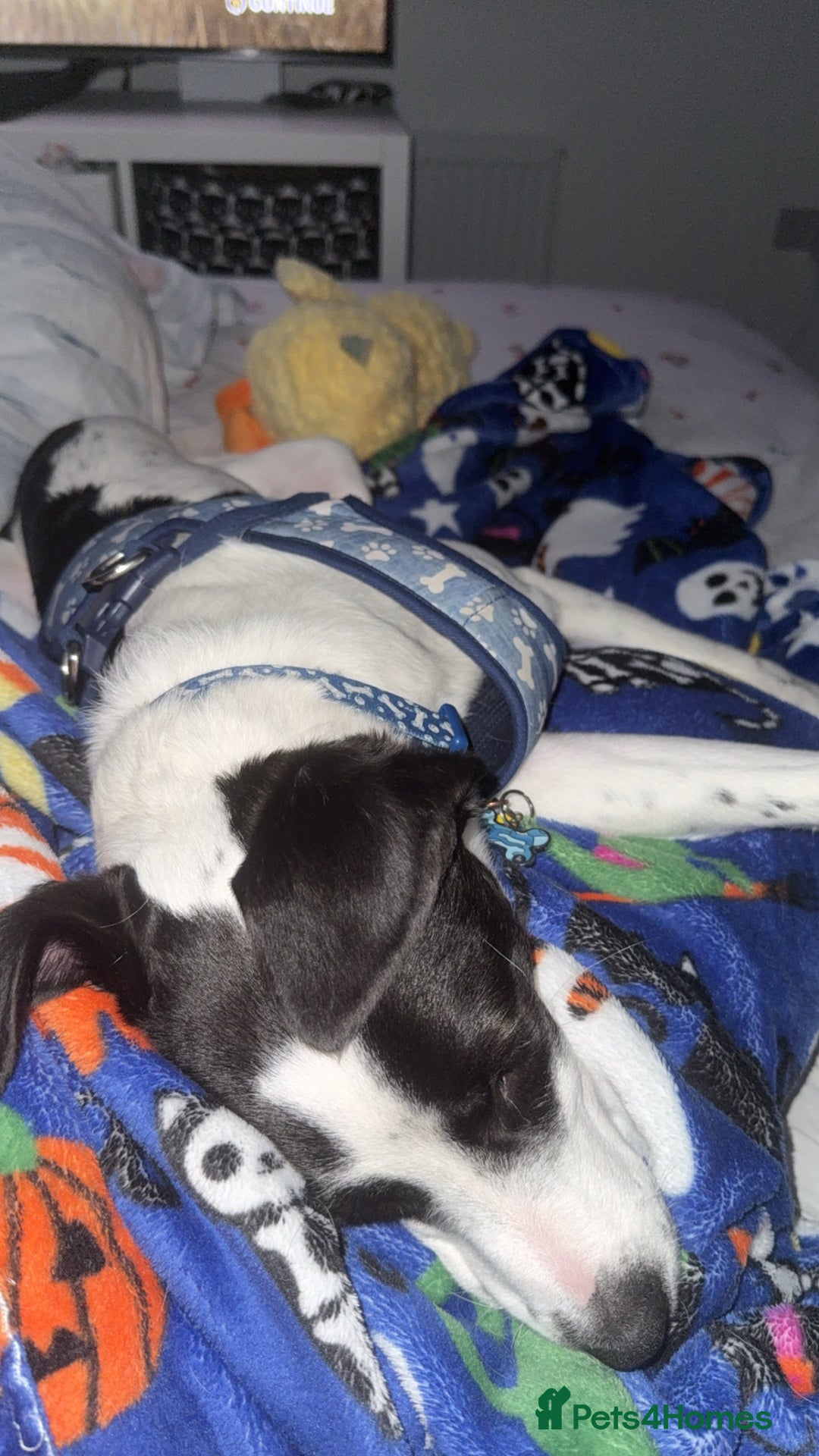 Mixed Breed dogs for sale: Bolt staffy and Jack russel mix  - Image 2