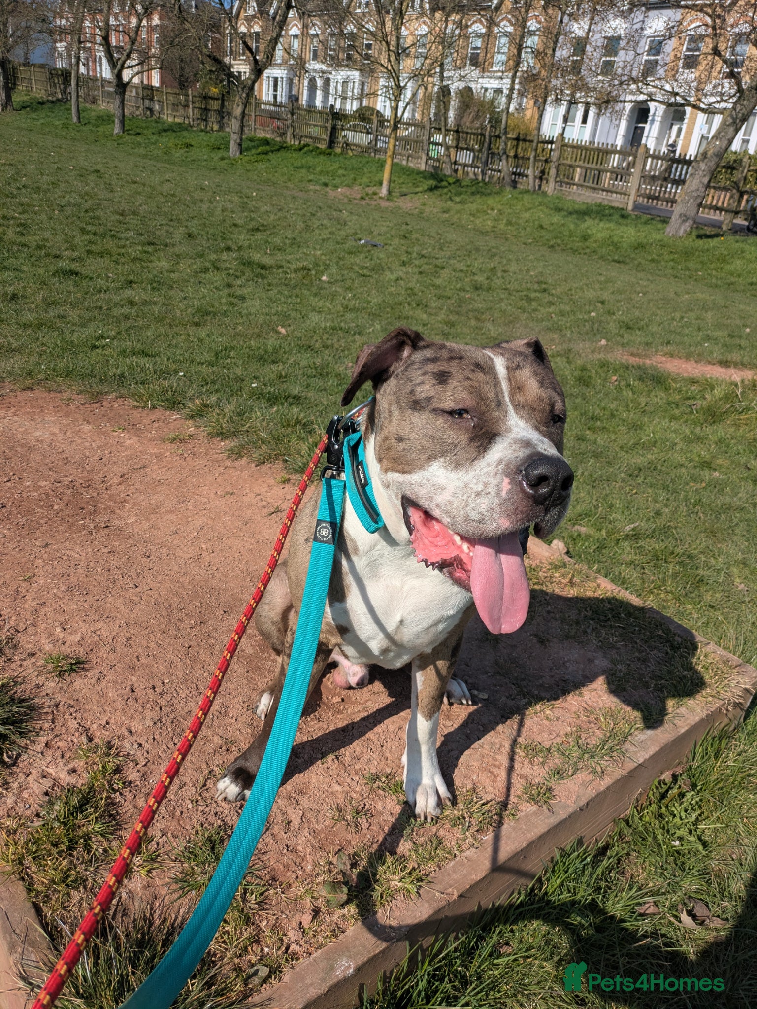 Bandog dogs Beautiful Bruce for stud - Advert 4