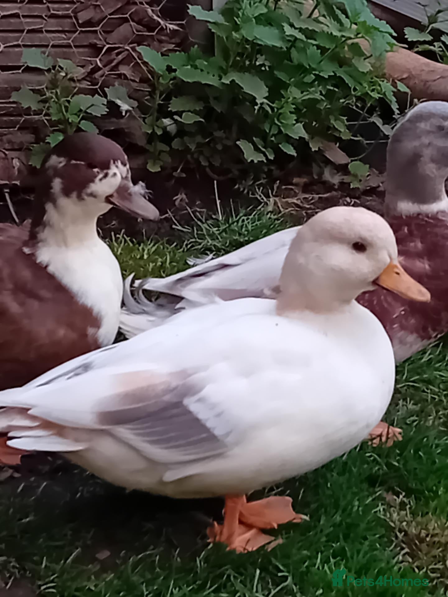 Ducks poultry 2x Beautiful Bonded Female Call Ducks  - Advert 17