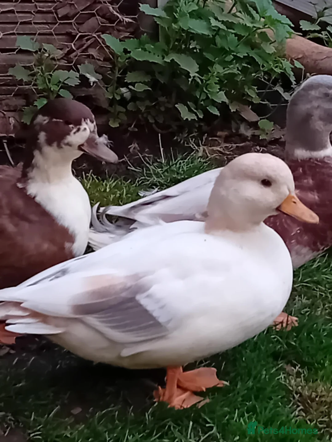 Ducks poultry for sale: 2x Beautiful Bonded Female Call Ducks  - Advert 1