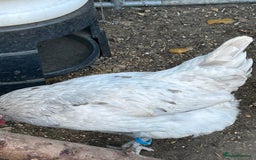Chickens poultry for sale: 8 hybrid hens for sale  - Image 3