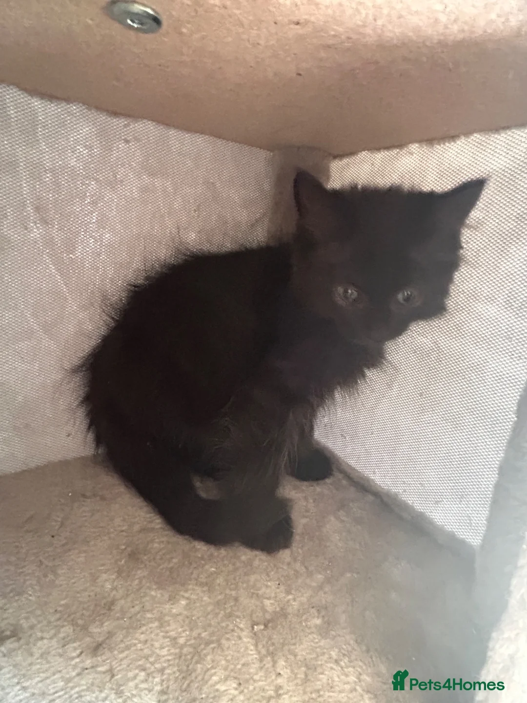 Mixed Breed cats for sale: Last 2 boys ready now Siamese x mainecoon x - Advert 10