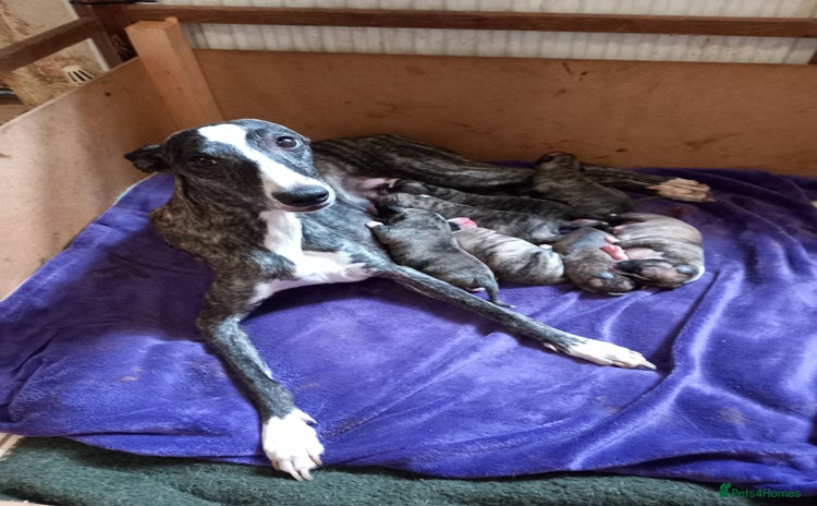 Whippet dogs - Advert 1