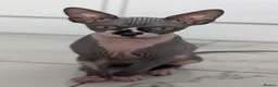 Sphynx cats for sale: Female sphinx for sale - Advert 5