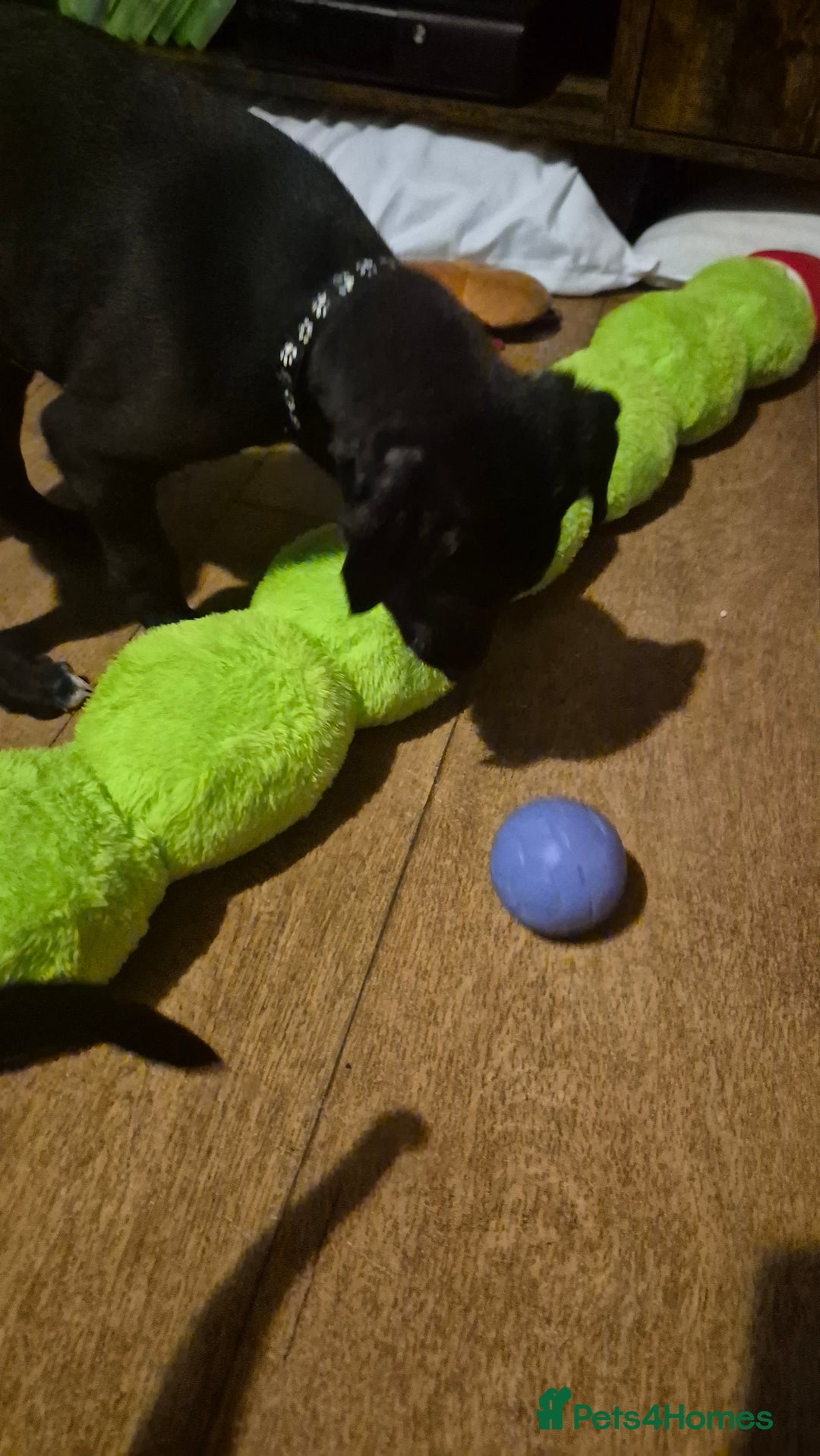 Mixed Breed dogs for sale: Greyhound lurcher cross - Advert 15