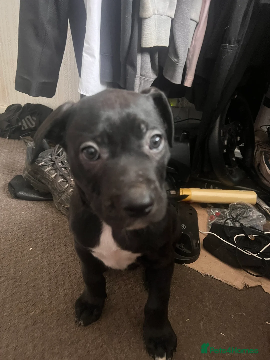Mixed Breed dogs for sale: 8 Beautiful Mastiff x Staff x Black Mouth Cur Pups - Advert 20
