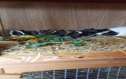 Guinea Pig rodents for sale: Baby Guinea Pigs. - Image 1