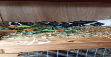 Guinea Pig rodents - Advert 6