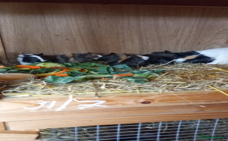 Guinea Pig rodents - Advert 16