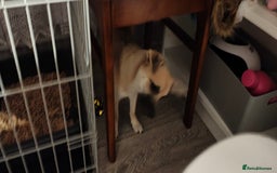 Mixed Breed dogs for sale: Gorgeous, playful malchi boy - Image 5