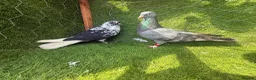 Pigeons birds for sale: Any Pair £65 - Healthy Breeding Pigeons - Advert 9