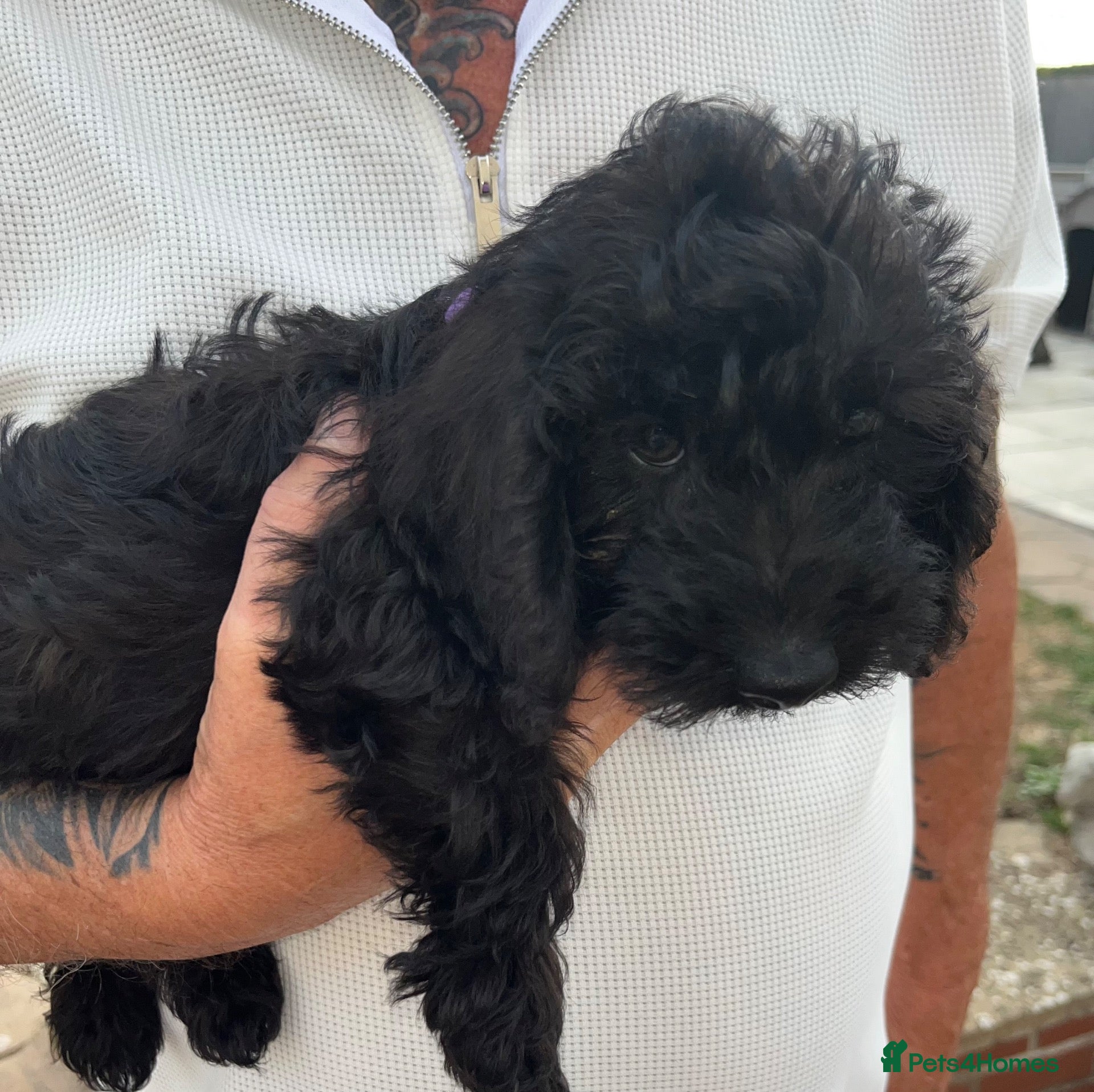 Doxiepoo dogs Reduced-Doxiepoo ready to go. - Advert 2