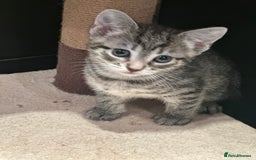 Mixed Breed cats for sale: Placid Tabby Girls  - Image 9