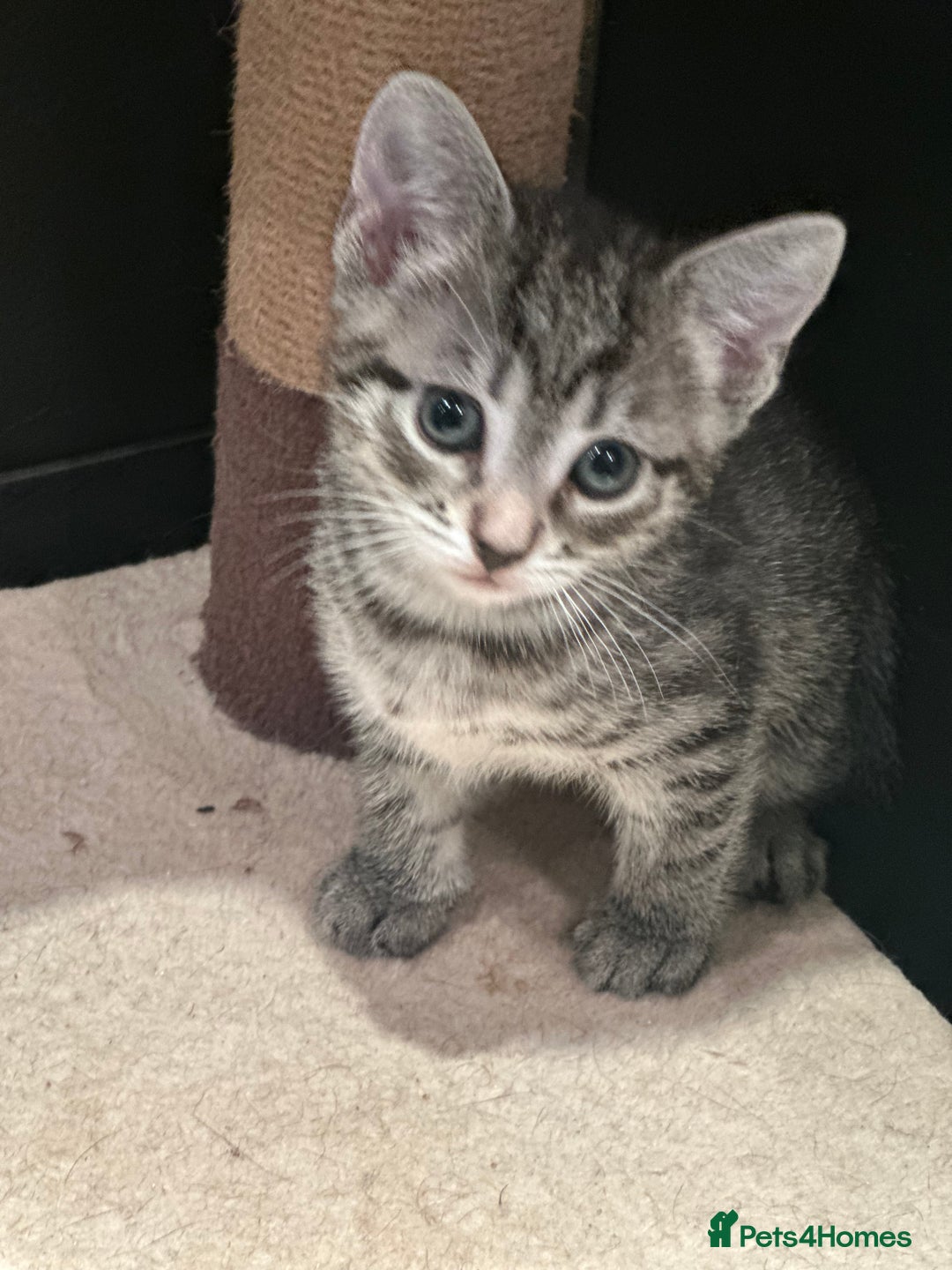 Mixed Breed cats for sale: Placid Tabby Girls  - Image 9