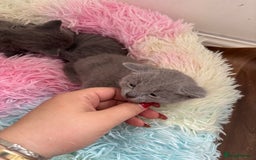 Russian Blue cats for sale: TICA pedigree Russian blue kittens 🐱  - Image 29