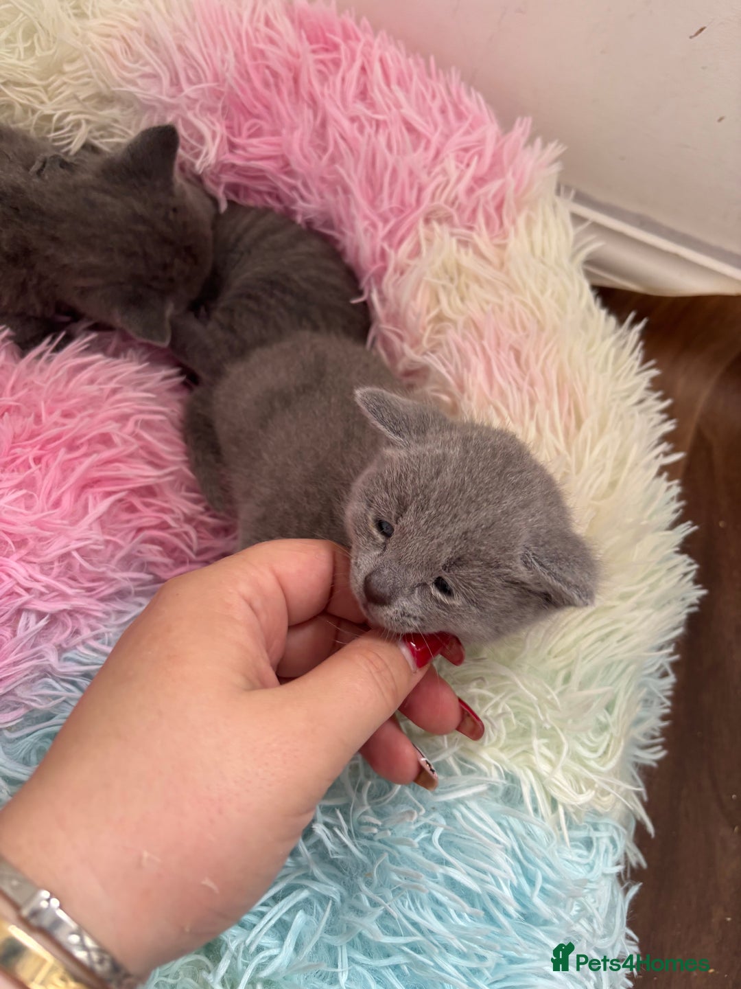 Russian Blue cats for sale: TICA pedigree Russian blue kittens 🐱  - Image 29