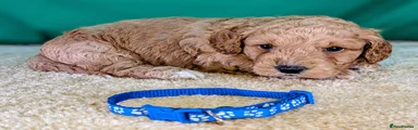 Cavapoochon 1