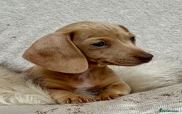 Miniature Dachshund dogs for sale: READY TO LEAVE Rainbow KC Reg Miniature Dachshunds - Image 34
