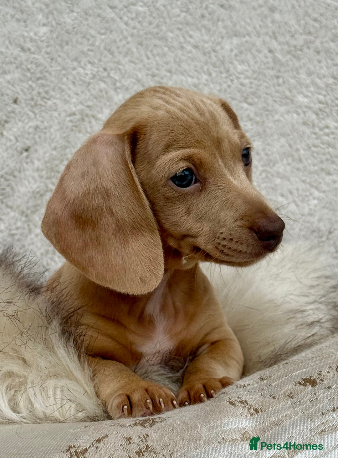 Miniature Dachshund dogs for sale: READY TO LEAVE Rainbow KC Reg Miniature Dachshunds - Image 34