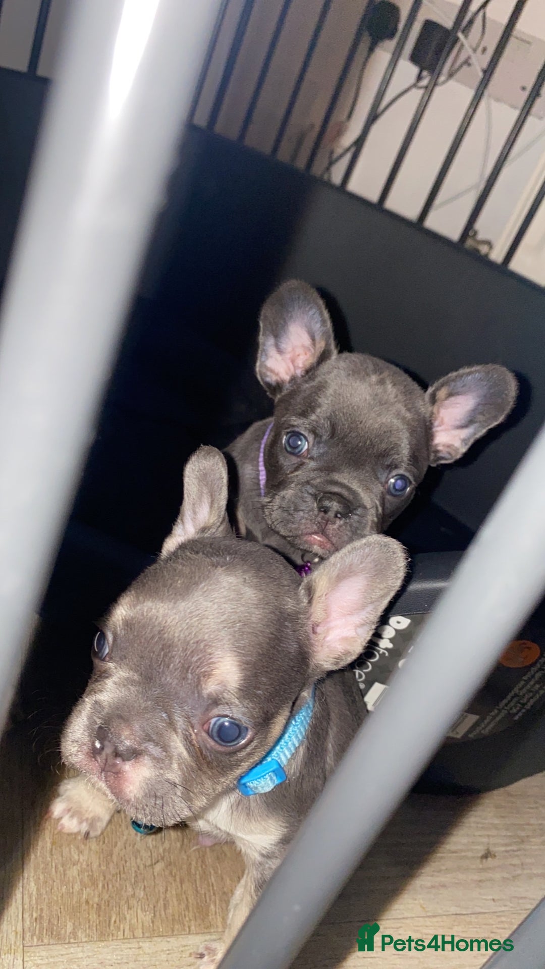 French Bulldog dogs for sale: Female French Bulldogs  - Image 1