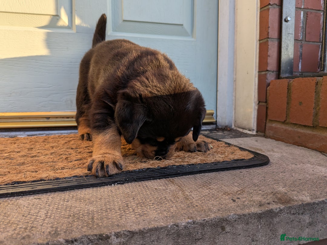 Rottweiler dogs for sale: Exclusive UK Rottweiler Puppy Champion Bloodlines - Image 14