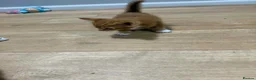 Mixed Breed cats for sale: Kittens  - Advert 9