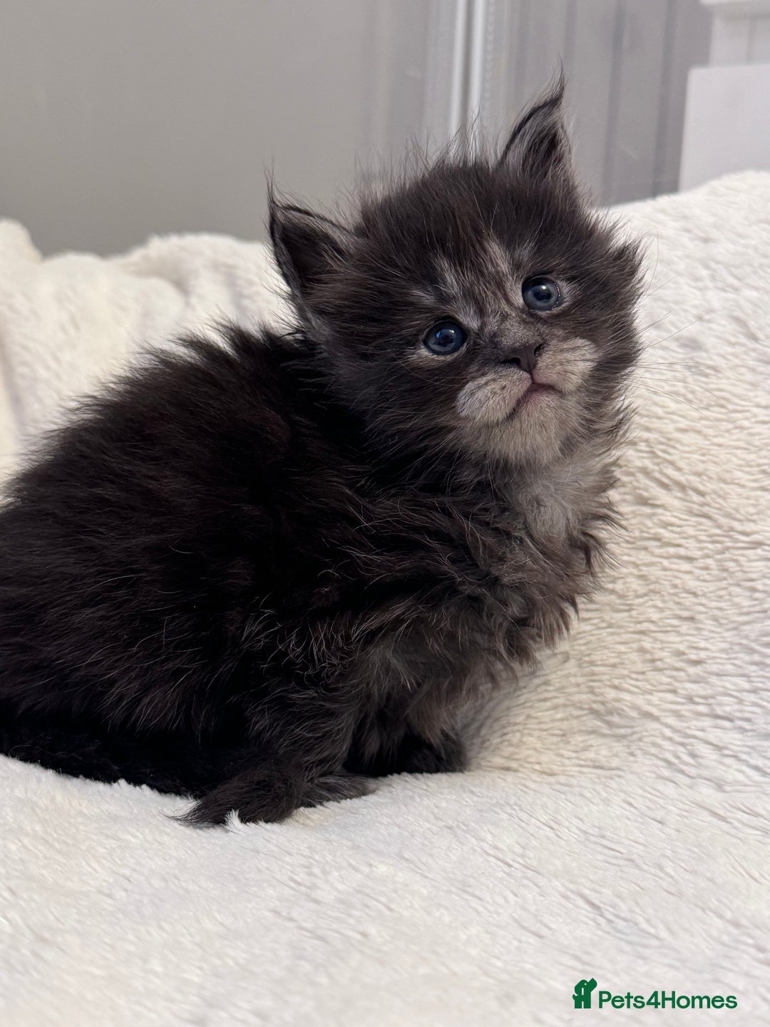Maine Coon cats for sale: 🌟🌟Beautiful  Maine Coon kittens 🌟🌟🌟 - Advert 9