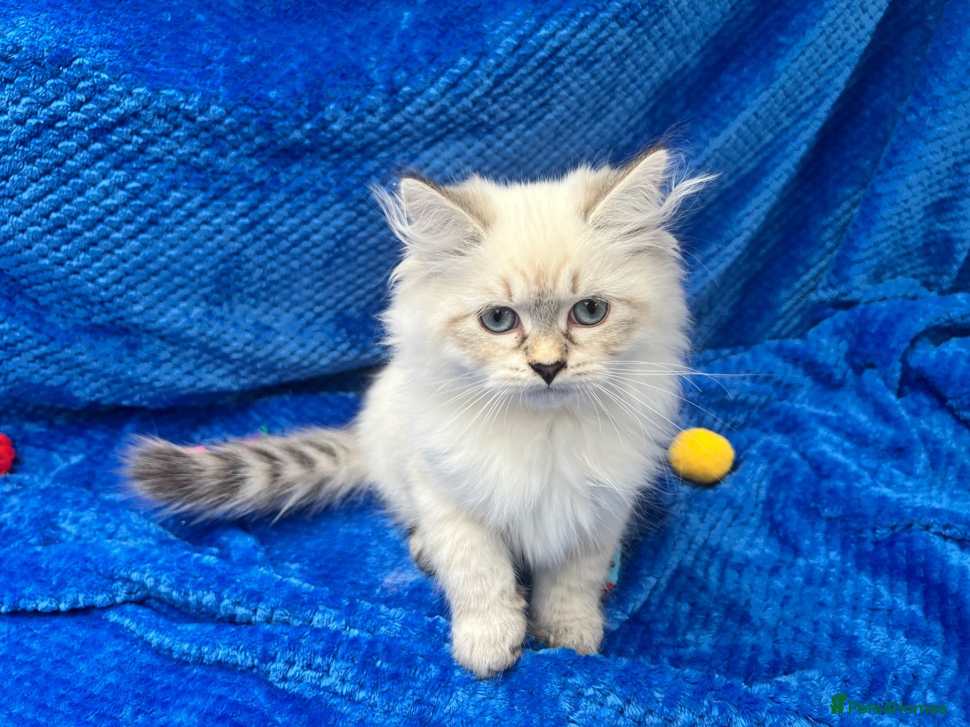Siberian cats 💙💙Stunning GCCF Reg Siberian Babies💙💙 - Advert 1