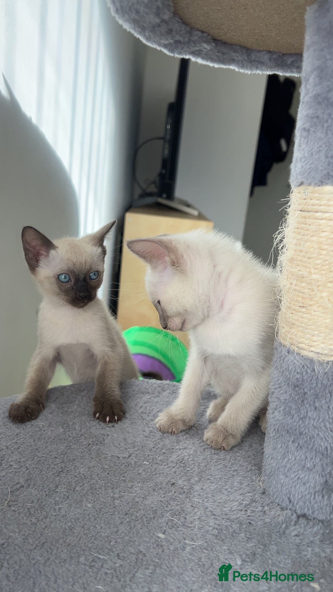 Siamese cats for sale: Beautiful Siamese Kittens - Advert 4