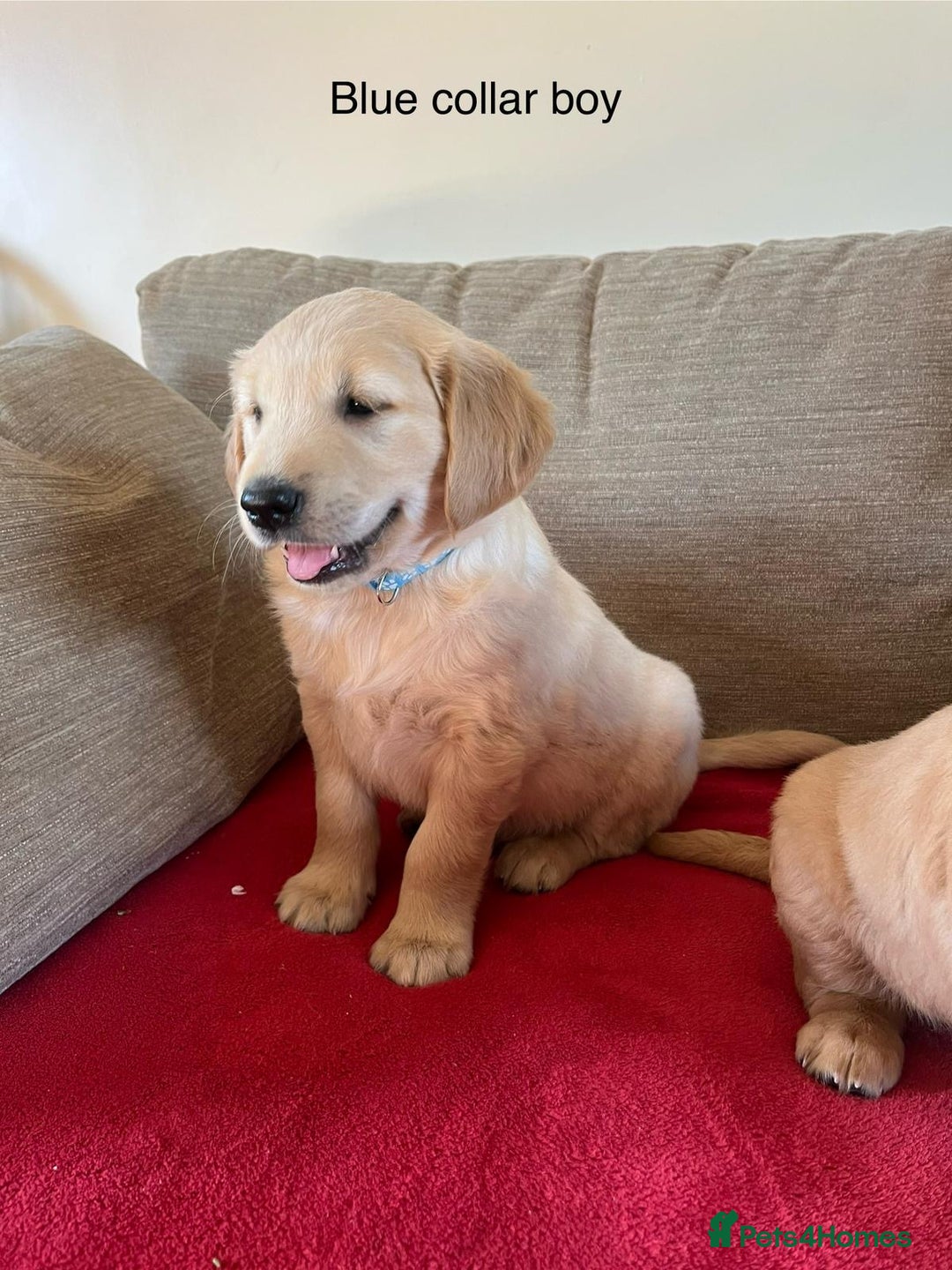 Golden Retriever dogs for sale: Beautiful KC Registered Golden Retriever Puppies  - Image 9